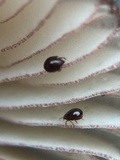 Mycena purpureofusca image