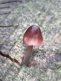 Mycena purpureofusca image