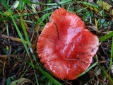 Russula rhodocephala image