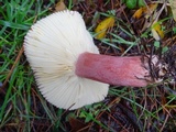 Russula rhodocephala image