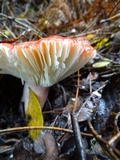Russula rhodocephala image