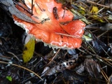 Russula rhodocephala image