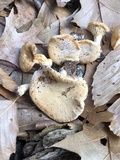 Hydnum subconnatum image