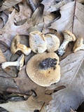 Hydnum subconnatum image
