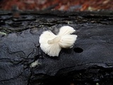 Lepiota atrodisca image