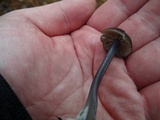 Entoloma subviduense image
