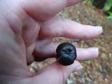 Entoloma subviduense image