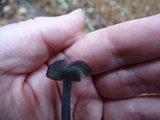 Entoloma subviduense image