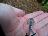 Entoloma subviduense image