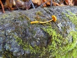 Mycena aurantiomarginata image