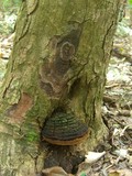 Image of Fulvifomes krugiodendri