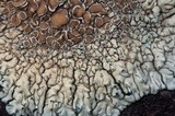 Lecanora garovaglii image