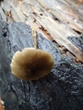 Entoloma cetratum image