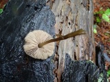 Entoloma cetratum image