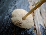 Entoloma cetratum image