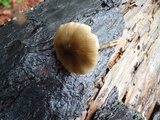 Entoloma cetratum image