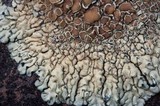 Lecanora garovaglii image