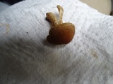 Inocybe hystrix image