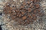 Lecanora garovaglii image