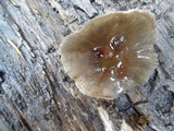 Mycena maculata image