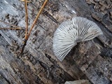 Mycena maculata image