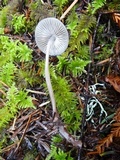 Mycena galericulata image