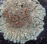 Lecanora garovaglii image