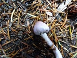Inocybe ionocephala image