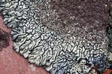Lecanora garovaglii image