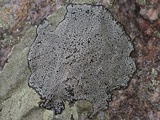 Buellia spuria image