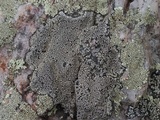 Buellia spuria image