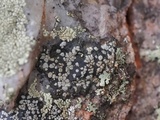 Rhizocarpon grande image