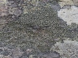 Carbonea latypizodes image