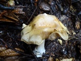 Cortinarius albofragrans image