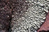 Lecanora garovaglii image