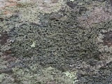 Carbonea latypizodes image