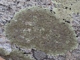 Xanthoparmelia pseudocongensis image