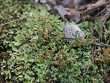 Cladonia subcariosa image