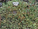 Cladonia subcariosa image