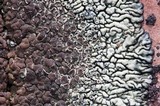 Lecanora garovaglii image