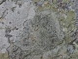 Lecanora oreinoides image