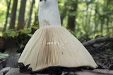 Lactarius piperatus image