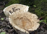 Lactarius piperatus image