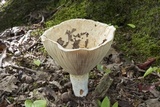 Lactarius piperatus image