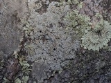 Physcia halei image