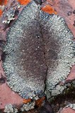 Lecanora garovaglii image