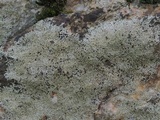 Physcia thomsoniana image