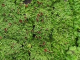 Lobaria ravenelii image