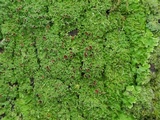 Lobaria ravenelii image