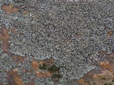 Phaeophyscia ciliata image